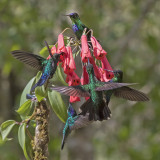 Hummingbird feast.jpg