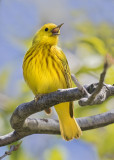 Yellow warbler singing.jpg