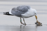 Seagull eating clam.jpg