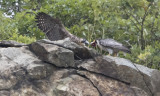Peregrine brings prey to fledgling.jpg