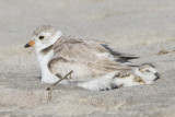 Piping Plover with sleeping baby.jpg
