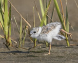 Plov baby stretches.jpg