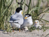 Least Tern newborn family.jpg