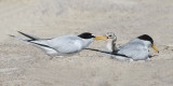 Least Tern dads beak in babys.jpg