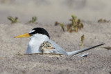 Least Tern cuddles baby 2.jpg