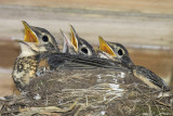 Robin trio with mouths open.jpg