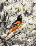 Oriole in plum close 2.jpg