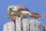 Female Kestrel eating prey.jpg