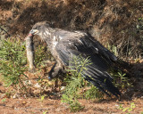 Juvenile Eagle with fish.jpg