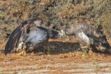 Eagle Juvs about to fight.jpg
