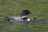 Loon with baby facing.jpg