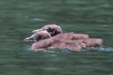 Loon chick pair.jpg