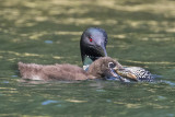 Loon chick with crayfish.jpg
