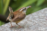 Carolina Wren with spider 2.jpg