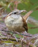 Carolina Wren with grub.jpg