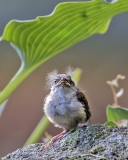 Carolina Wren baby facing.jpg