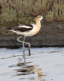 Avocet.jpg