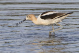 Avocet eating.jpg