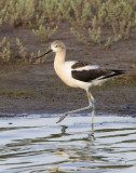 Avocet walking.jpg