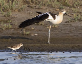 Avocet stretches.jpg