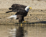 Eagle about to take off.jpg