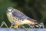 Kestrel male fledgling.jpg