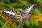 Butterfly with red flowers.jpg