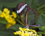 Glasswing Butterfly.jpg