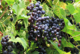 Basel grapes.jpg