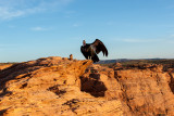 Condor-1.jpg