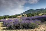 Lavender field  Sainte-Jalle valley