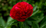 Peony