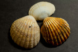 Shells