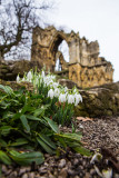 Snowdrops