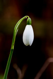 Snowdrop