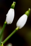 More Snowdrops