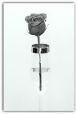A Single Rose