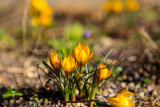 Crocus