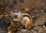Barbary Ground Squirrel
