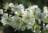 Plum Blossom