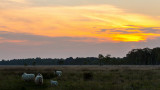 Strensall Common