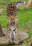 Amur Leopard