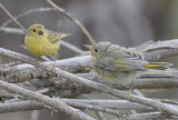 Yellow Warbler begging