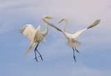 Great Egrets @ High Island