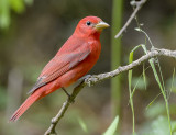 Summer Tanager