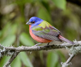 Painted Bunting