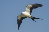 Swallow-tailed Kite