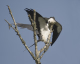Swallow-tailed Kites feeding