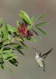Ruby-throated Hummimgbird