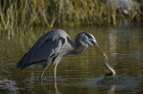 Great Blue Heron with Broad-banded Watersnake